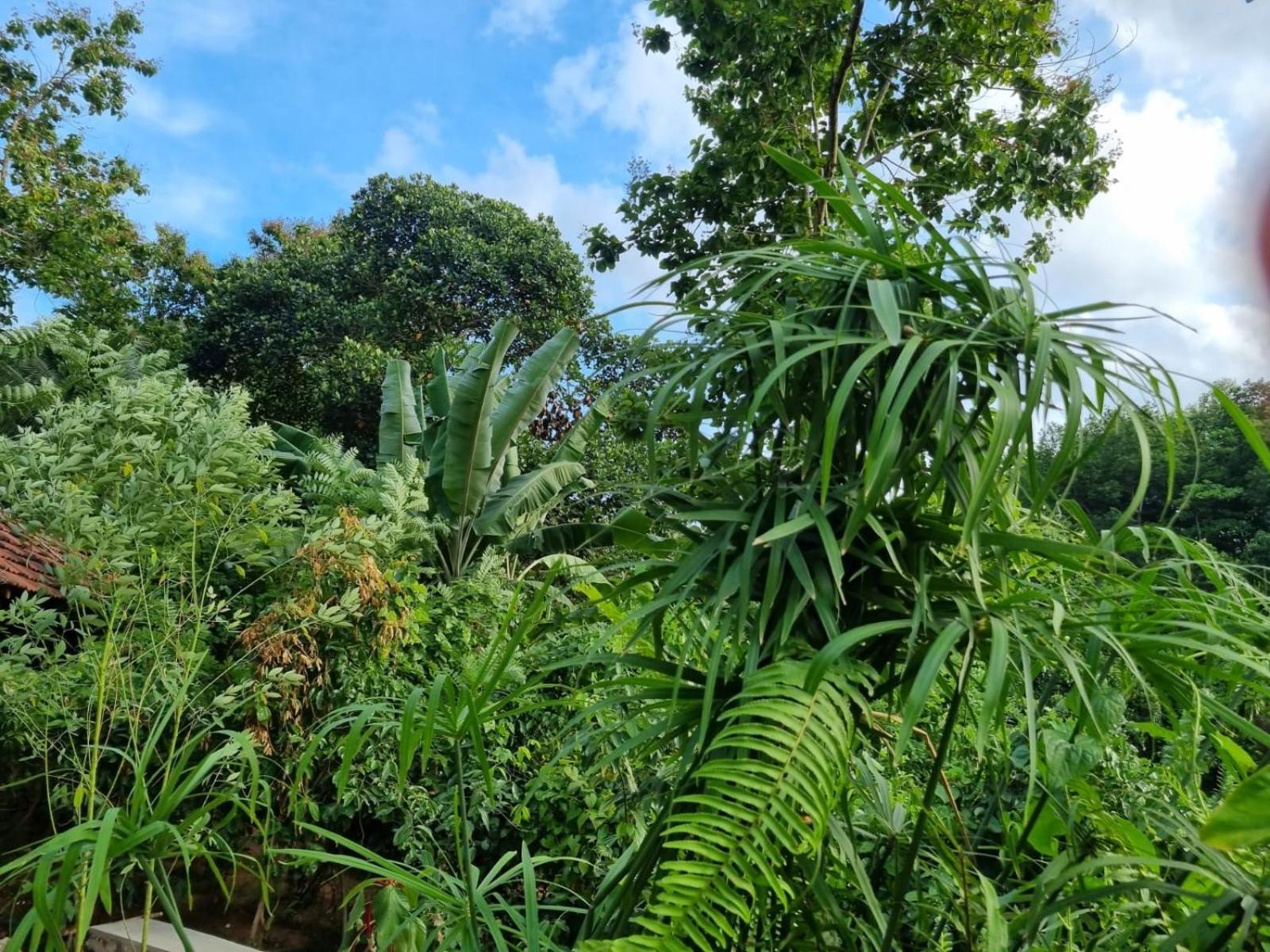 Silver Hill Ecovillage Kurunegala Ngoại thất bức ảnh